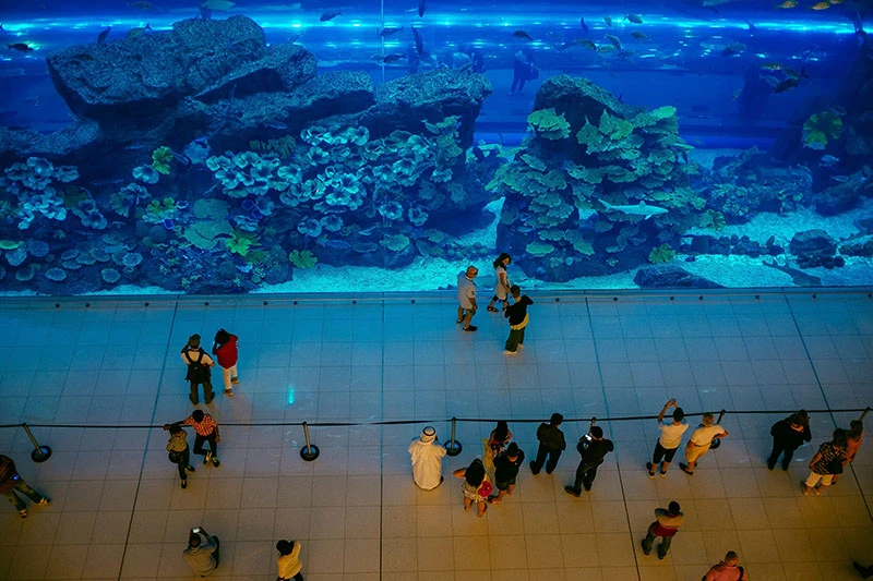 Dubai Mall Dubai Aquarium