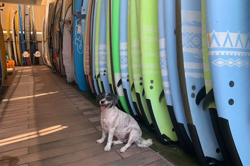 SINGLE FIN