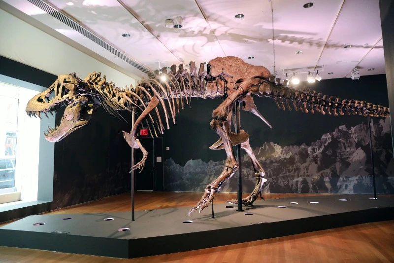 Things to do in Abu Dhabi Stan TRex Abu Dhabi