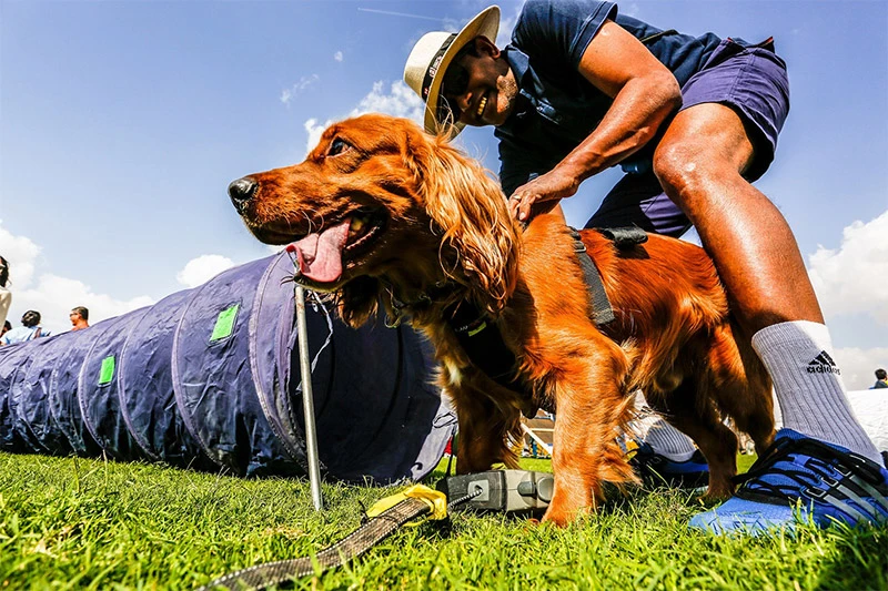 dubai pet festival
