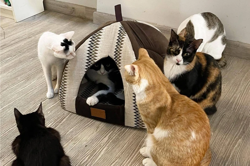 ailuromania cat cafe dubai