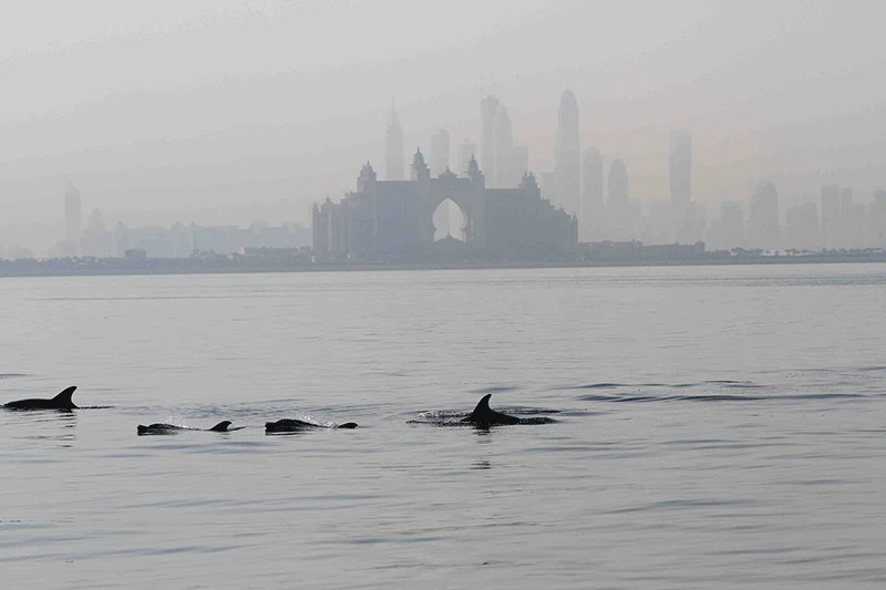dolphinproject
